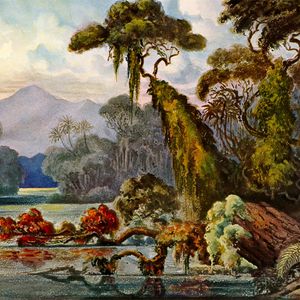 Preview wallpaper ernst haeckel, ceylon, jungle, art, lithography