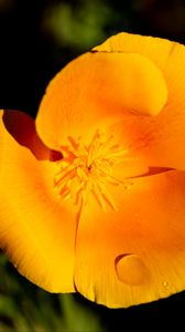 Preview wallpaper escholtia, flower, petals, drops, yellow