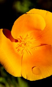 Preview wallpaper escholtia, flower, petals, drops, yellow