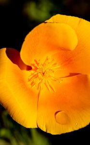 Preview wallpaper escholtia, flower, petals, drops, yellow