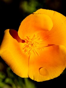 Preview wallpaper escholtia, flower, petals, drops, yellow