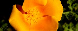 Preview wallpaper escholtia, flower, petals, drops, yellow
