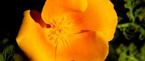 Preview wallpaper escholtia, flower, petals, drops, yellow