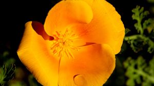 Preview wallpaper escholtia, flower, petals, drops, yellow