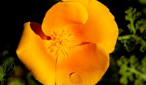Preview wallpaper escholtia, flower, petals, drops, yellow