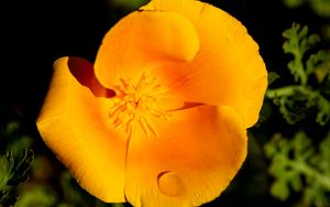 Preview wallpaper escholtia, flower, petals, drops, yellow