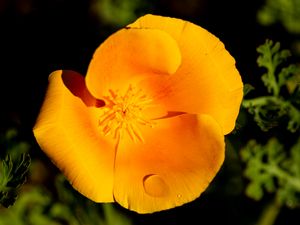 Preview wallpaper escholtia, flower, petals, drops, yellow