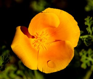 Preview wallpaper escholtia, flower, petals, drops, yellow
