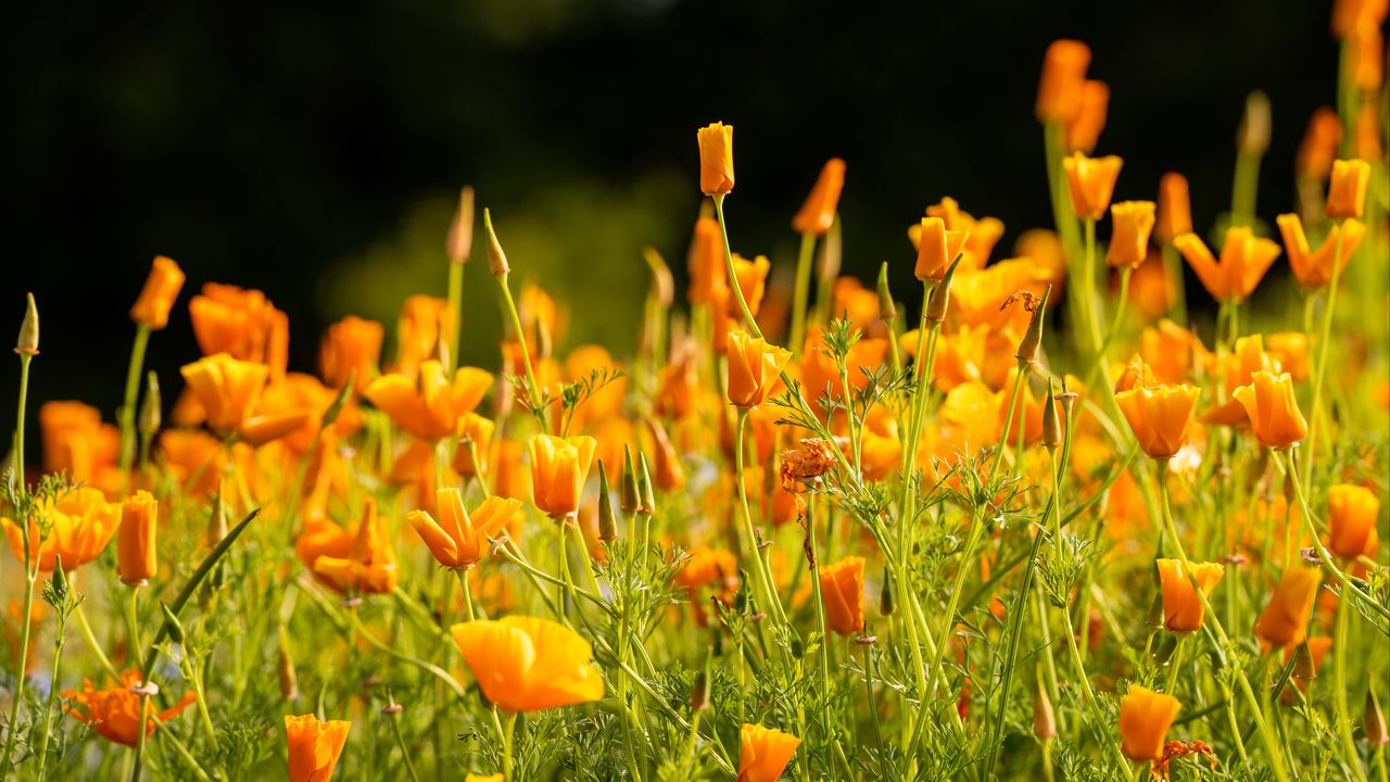 Wallpaper eschscholzia californica, flowers, petals, orange