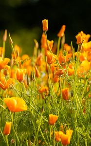 Preview wallpaper eschscholzia californica, flowers, petals, orange