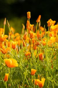 Preview wallpaper eschscholzia californica, flowers, petals, orange