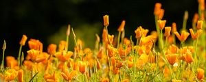 Preview wallpaper eschscholzia californica, flowers, petals, orange