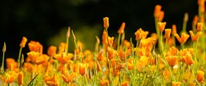 Preview wallpaper eschscholzia californica, flowers, petals, orange