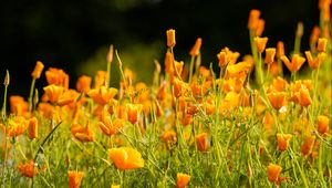 Preview wallpaper eschscholzia californica, flowers, petals, orange