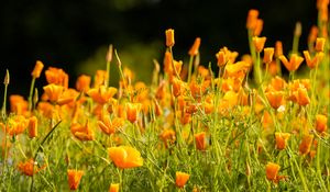 Preview wallpaper eschscholzia californica, flowers, petals, orange