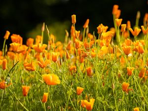 Preview wallpaper eschscholzia californica, flowers, petals, orange