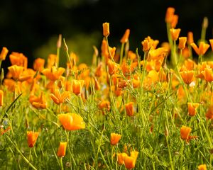 Preview wallpaper eschscholzia californica, flowers, petals, orange