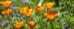 Preview wallpaper eschscholzia, flowers, petals, spring, plants