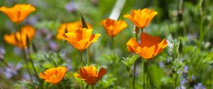 Preview wallpaper eschscholzia, flowers, petals, spring, plants