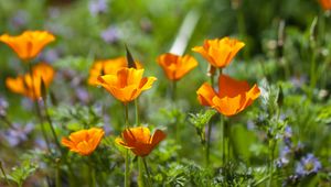 Preview wallpaper eschscholzia, flowers, petals, spring, plants