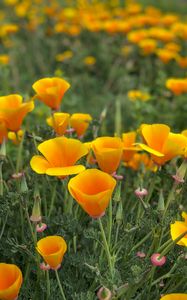 Preview wallpaper eschscholzia, petals, buds, leaves, flowers, orange