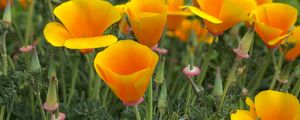 Preview wallpaper eschscholzia, petals, buds, leaves, flowers, orange