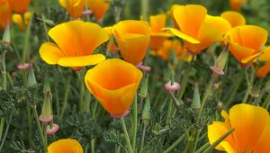 Preview wallpaper eschscholzia, petals, buds, leaves, flowers, orange