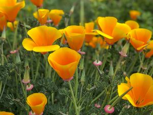 Preview wallpaper eschscholzia, petals, buds, leaves, flowers, orange