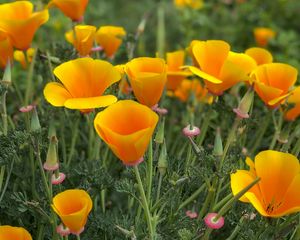 Preview wallpaper eschscholzia, petals, buds, leaves, flowers, orange