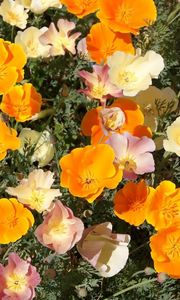 Preview wallpaper eshsholtsiya, flowers, bright, orange, flowerbed, sunny