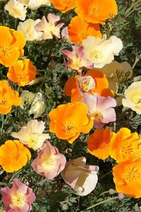 Preview wallpaper eshsholtsiya, flowers, bright, orange, flowerbed, sunny