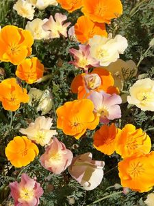 Preview wallpaper eshsholtsiya, flowers, bright, orange, flowerbed, sunny