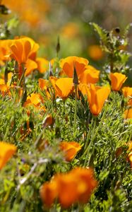 Preview wallpaper eshsholtsiya, flowers, slope, grass, sun, blurring