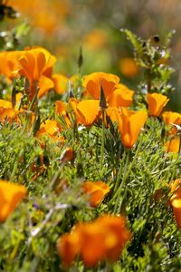 Preview wallpaper eshsholtsiya, flowers, slope, grass, sun, blurring