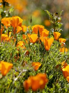 Preview wallpaper eshsholtsiya, flowers, slope, grass, sun, blurring