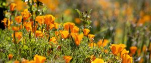 Preview wallpaper eshsholtsiya, flowers, slope, grass, sun, blurring