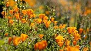 Preview wallpaper eshsholtsiya, flowers, slope, grass, sun, blurring