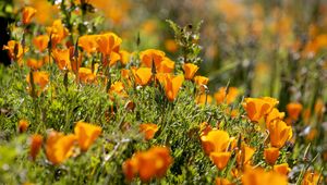 Preview wallpaper eshsholtsiya, flowers, slope, grass, sun, blurring