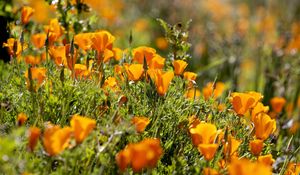 Preview wallpaper eshsholtsiya, flowers, slope, grass, sun, blurring