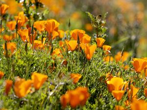 Preview wallpaper eshsholtsiya, flowers, slope, grass, sun, blurring