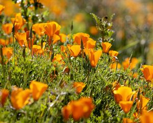 Preview wallpaper eshsholtsiya, flowers, slope, grass, sun, blurring