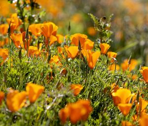 Preview wallpaper eshsholtsiya, flowers, slope, grass, sun, blurring