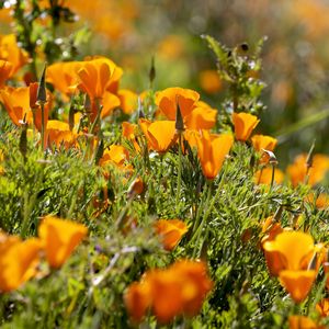 Preview wallpaper eshsholtsiya, flowers, slope, grass, sun, blurring