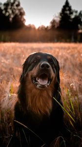 Preview wallpaper estrela mountain dog, dog, muzzle