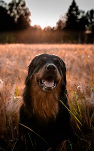 Preview wallpaper estrela mountain dog, dog, muzzle