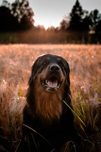 Preview wallpaper estrela mountain dog, dog, muzzle