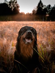 Preview wallpaper estrela mountain dog, dog, muzzle