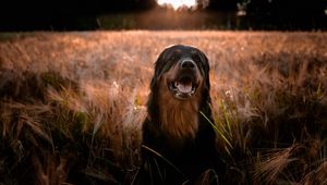 Preview wallpaper estrela mountain dog, dog, muzzle