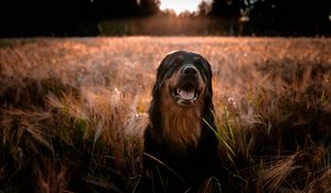 Preview wallpaper estrela mountain dog, dog, muzzle