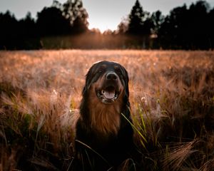 Preview wallpaper estrela mountain dog, dog, muzzle